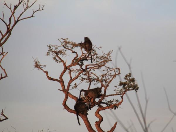 Volunteer with monkeys in South Africa
