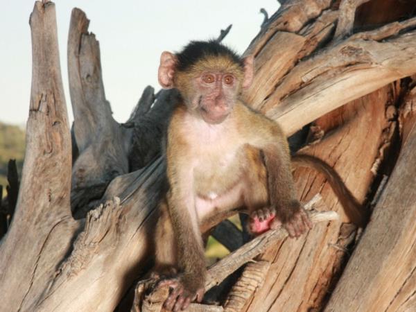 Family volunteering with monkeys in South Africa