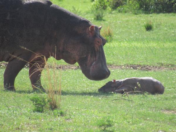 Uganda wildlife and nature vacation