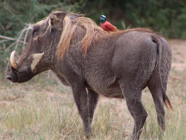 Uganda and Rwanda wildlife holiday