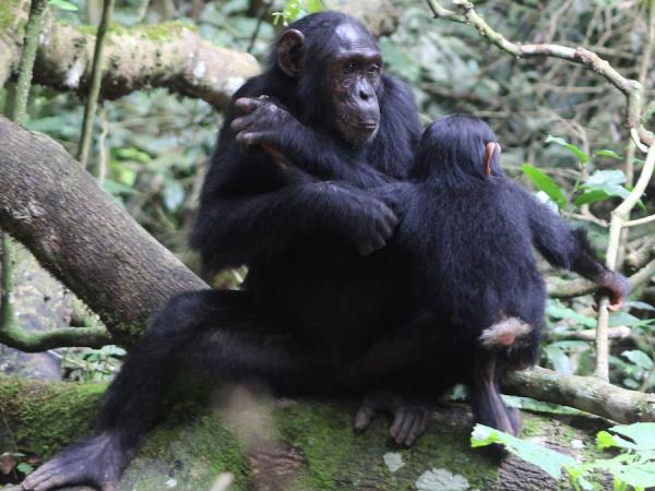 Uganda and Rwanda wildlife holiday