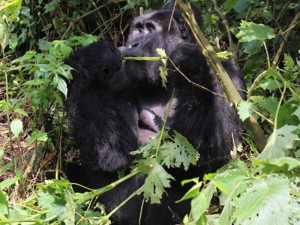 Uganda and Rwanda wildlife holiday