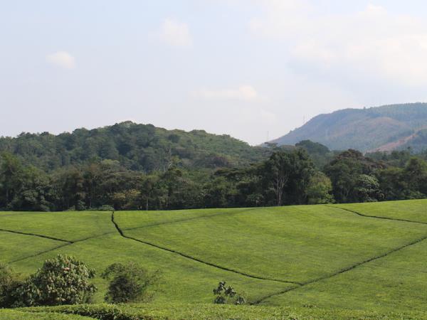 Uganda and Rwanda wildlife holiday