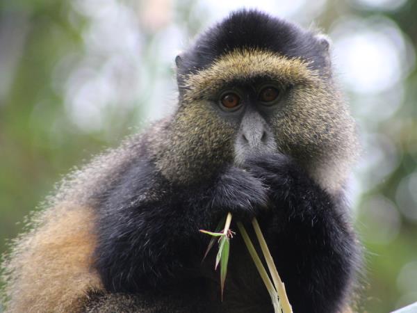 Uganda and Rwanda wildlife holiday