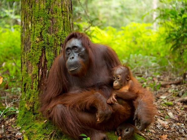 Borneo wildlife highlights vacation