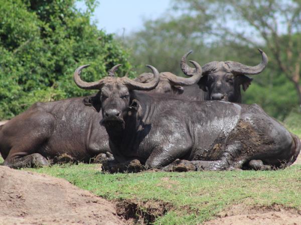 Highlights of Uganda & Rwanda vacation