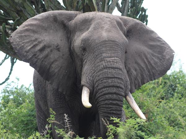 Highlights of Uganda & Rwanda vacation