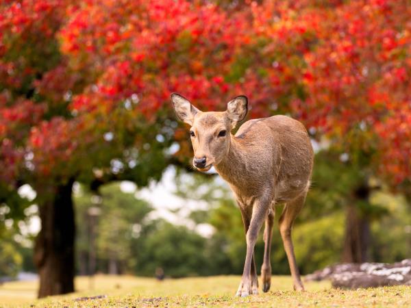 Japan photo tour in autumn foliage season