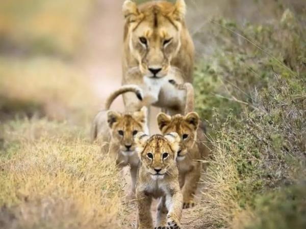 Wellness, wine & safari tour, South Africa