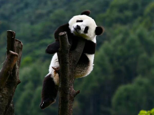 China family vacation in Sichuan
