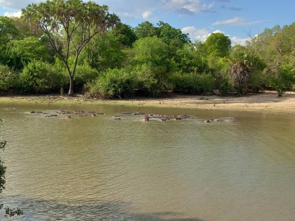 Nyerere NP & Mafia Island vacation