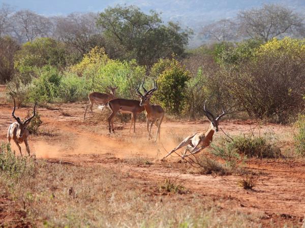 Best of Kenya safari vacation