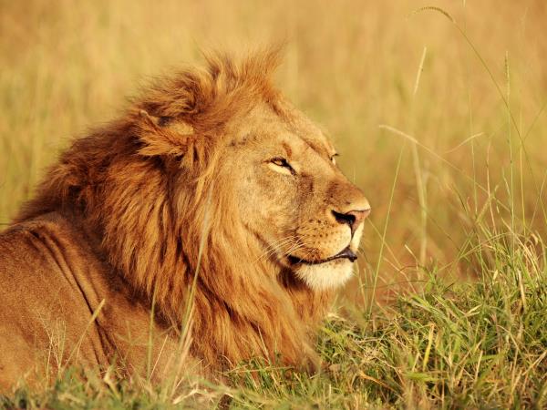 Ultimate Kenya luxury safari