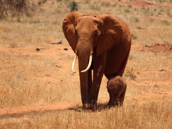 Ultimate Kenya luxury safari