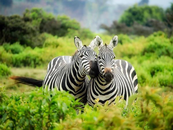 Ultimate Kenya luxury safari