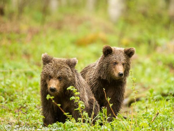 Finland wildlife short break