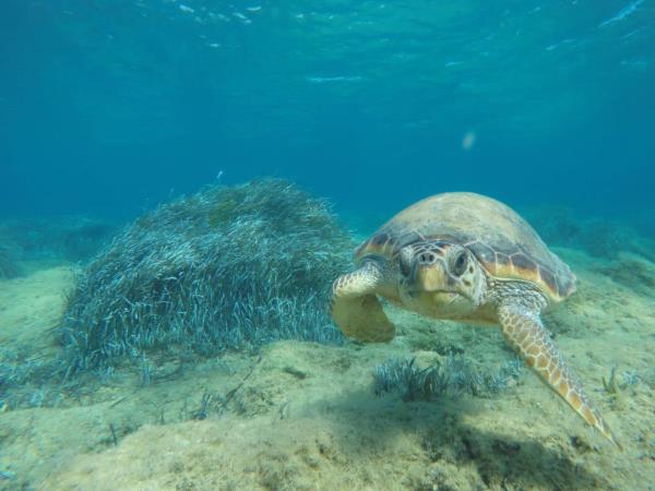 Greece, turtle volunteering for families