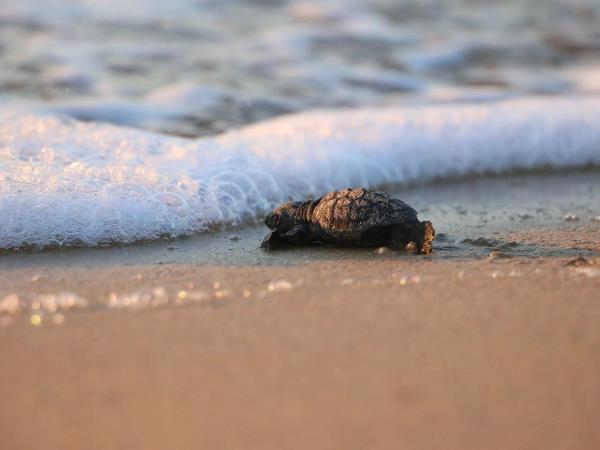 Greece, turtle volunteering for families