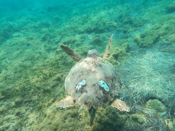 Greece, turtle volunteering for families