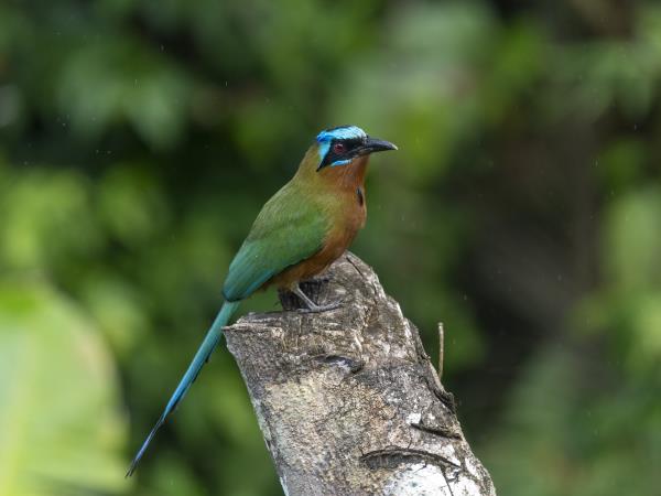 Bird watching vacation in Tobago