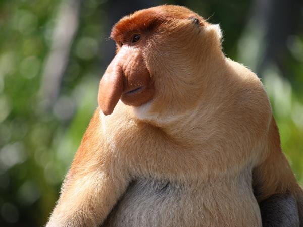 Borneo family wildlife vacation, tailor made