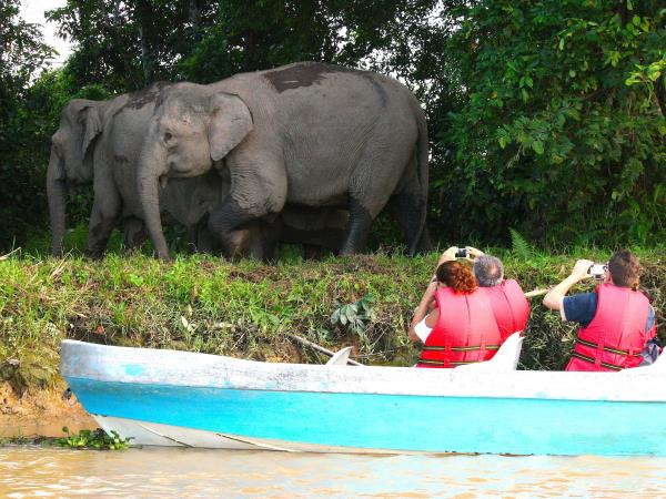 Borneo family wildlife vacation, tailor made