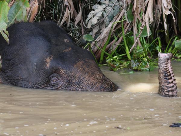 Borneo family wildlife vacation, tailor made