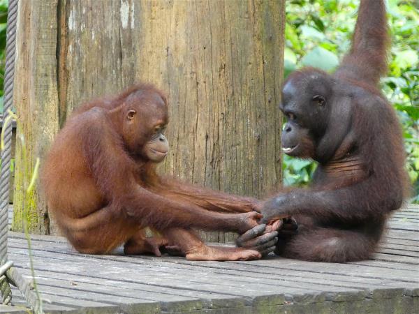 Borneo family wildlife vacation, tailor made