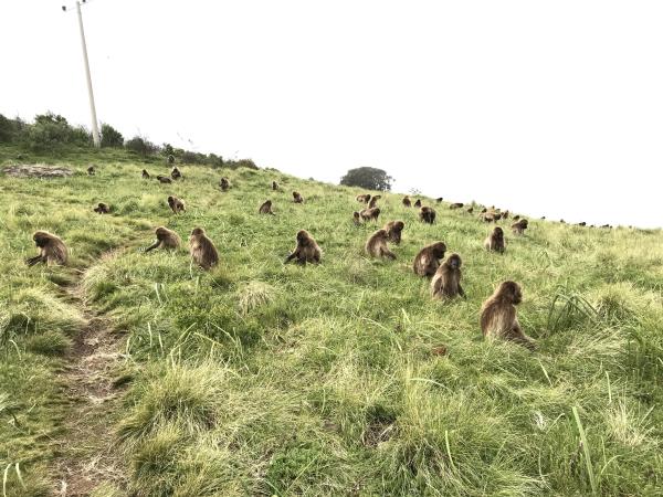 The Simien Mountains & Danakil depression, Ethiopia