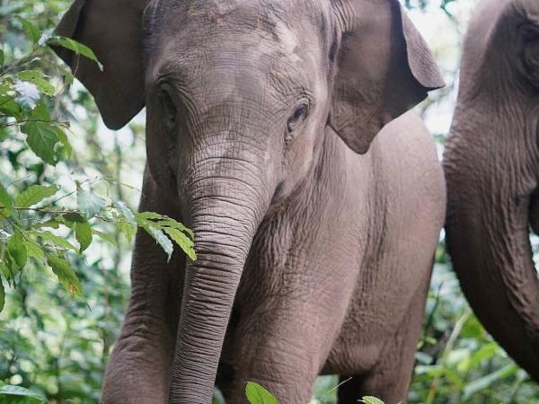 Thailand family volunteering with elephants