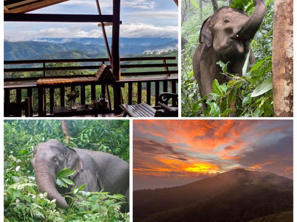 Thailand family volunteering with elephants