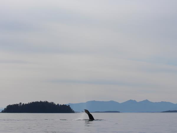 Inner Reaches Western Coves cruise in Alaska