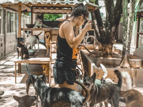 Dog rescue volunteering holiday, Thailand