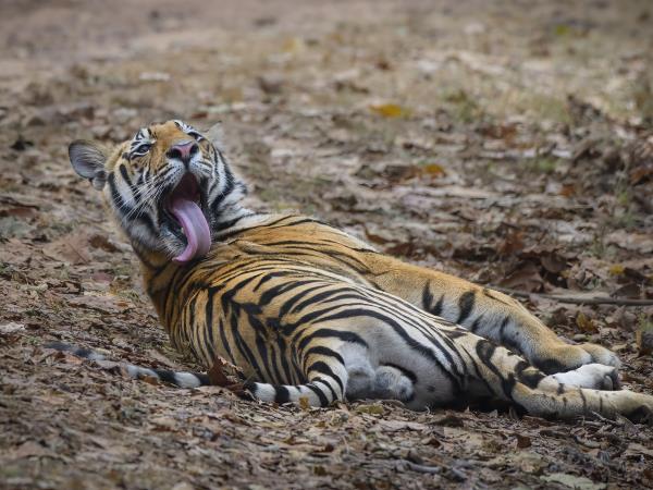 Wildlife holiday in Central India