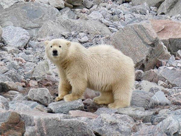 Canada to Greenland cruise, Northwest passage