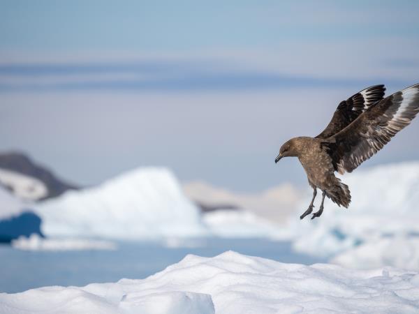 Patagonia and Classic Antarctic cruise vacation