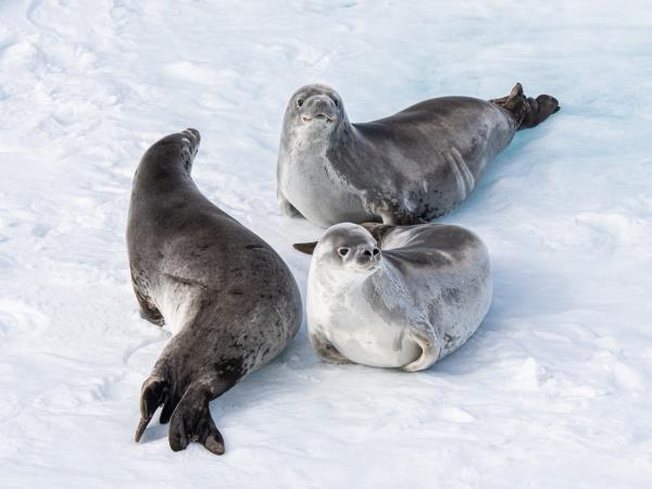 Patagonia and Classic Antarctic cruise vacation