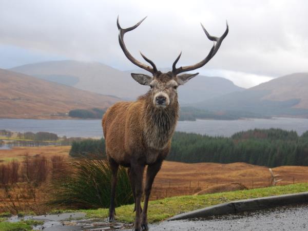 Walk The West Highland Way, Scotland 