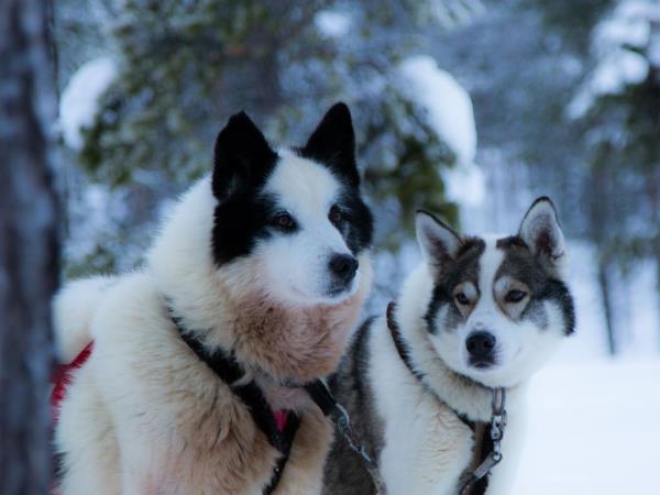 Finland wilderness activity vacation