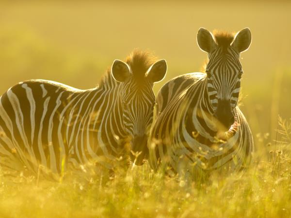 Photography safari in South Africa