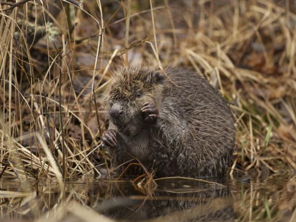 Wildlife vacation in the forests of central Sweden
