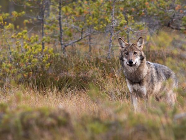 Wildlife vacation in the forests of central Sweden