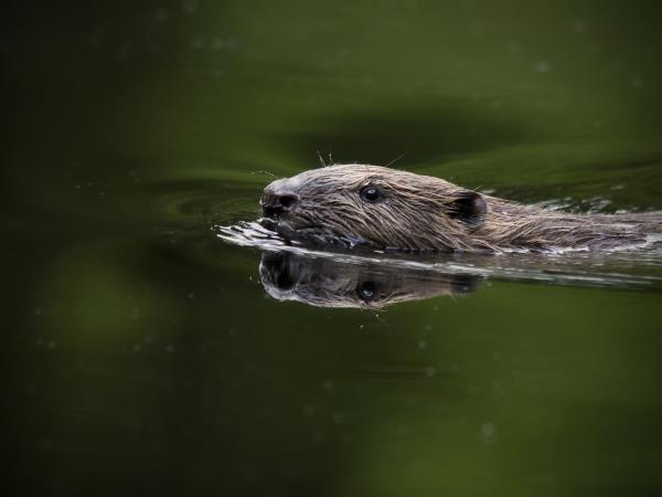 Wildlife vacation in the forests of central Sweden