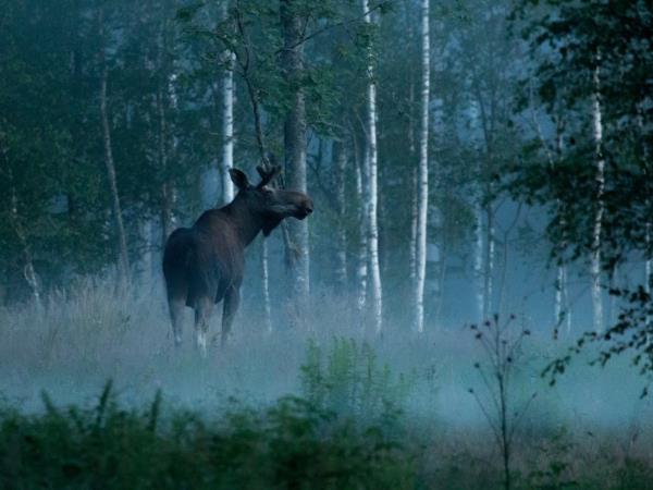 Wildlife vacation in the forests of central Sweden