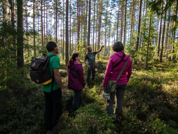 Wildlife vacation in the forests of central Sweden
