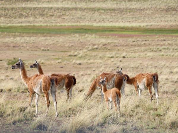 Patagonia National Parks trekking vacation