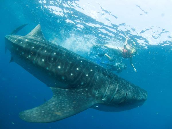 Cancun whale shark vacation, Mexico