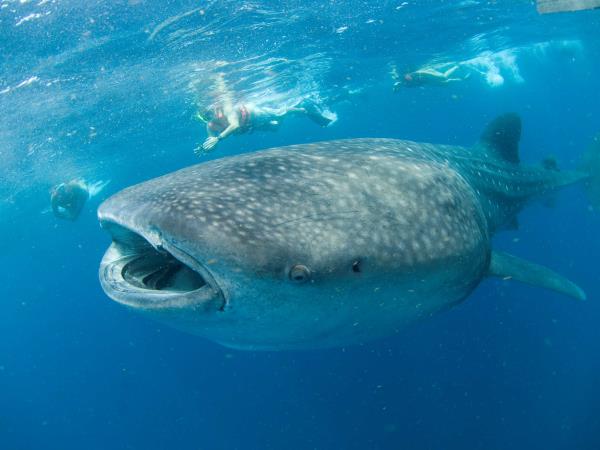 Cancun whale shark vacation, Mexico