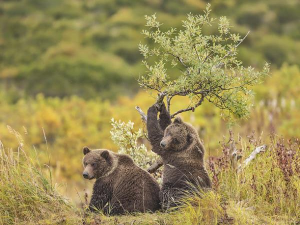 Denali adventure tour in Alaska