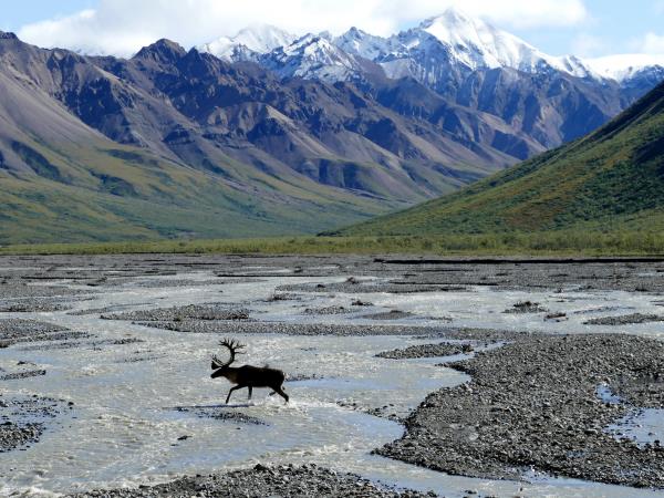 Denali adventure tour in Alaska